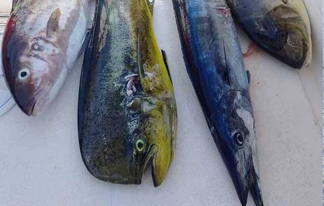 Variety of fish caught from Sportfishing in Los Barriles