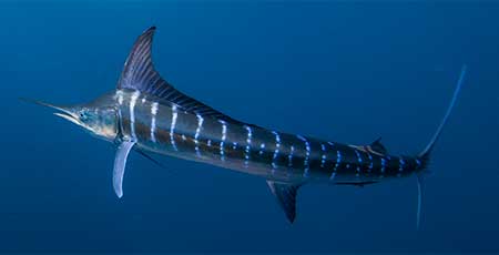 Striped Marlin, one of the most sought after Los Barriles fish