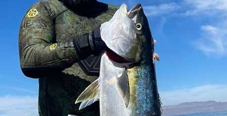 Yellowtail, an excellent Los Barriles fish to hunt January to April